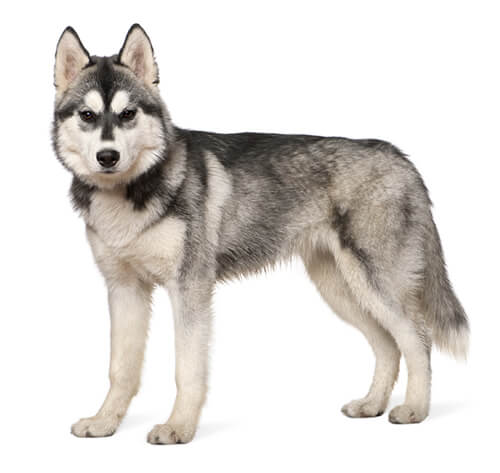 Large husky outlet breed